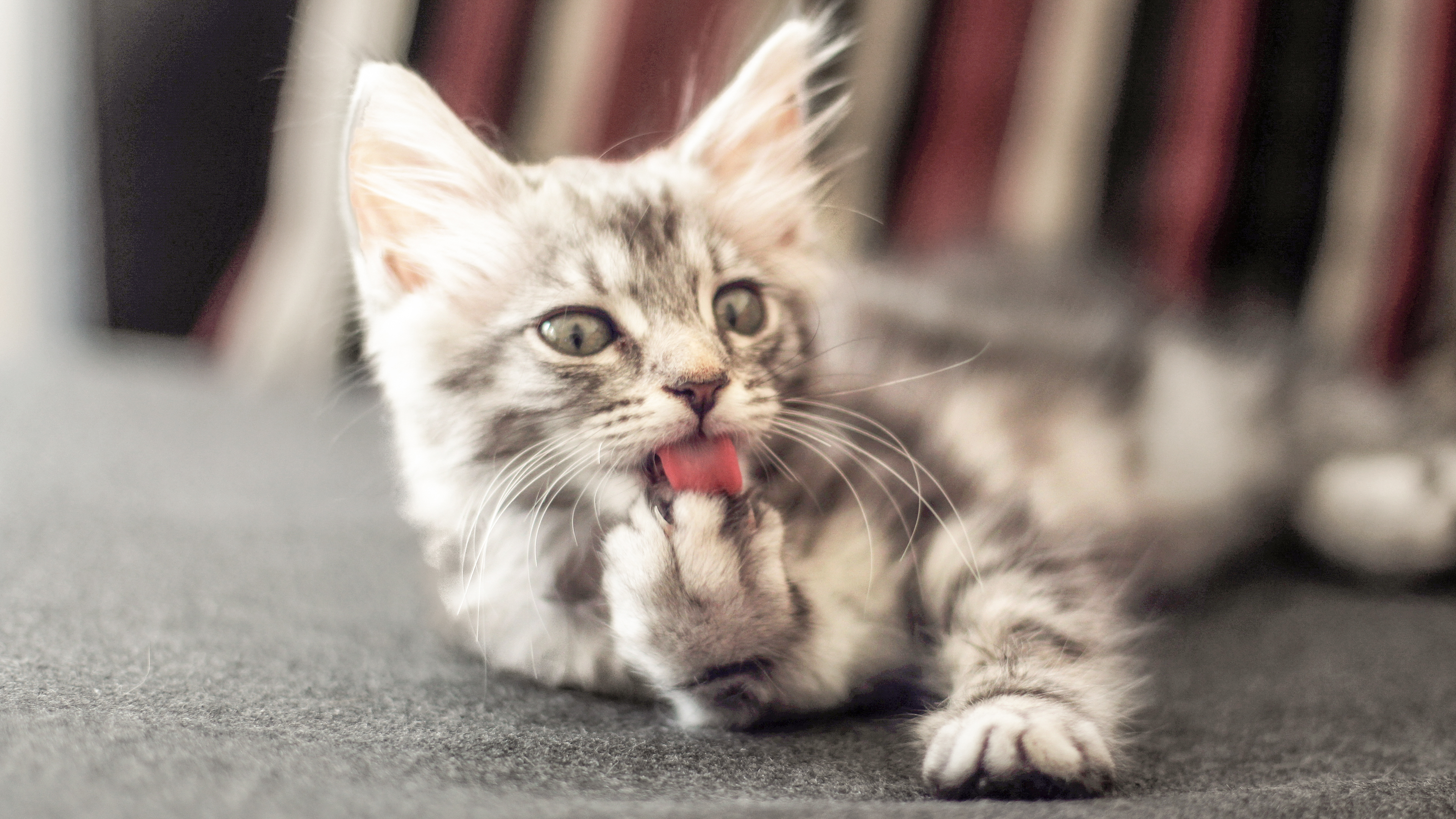 Kitten lying down on a grey blanket licking its paw