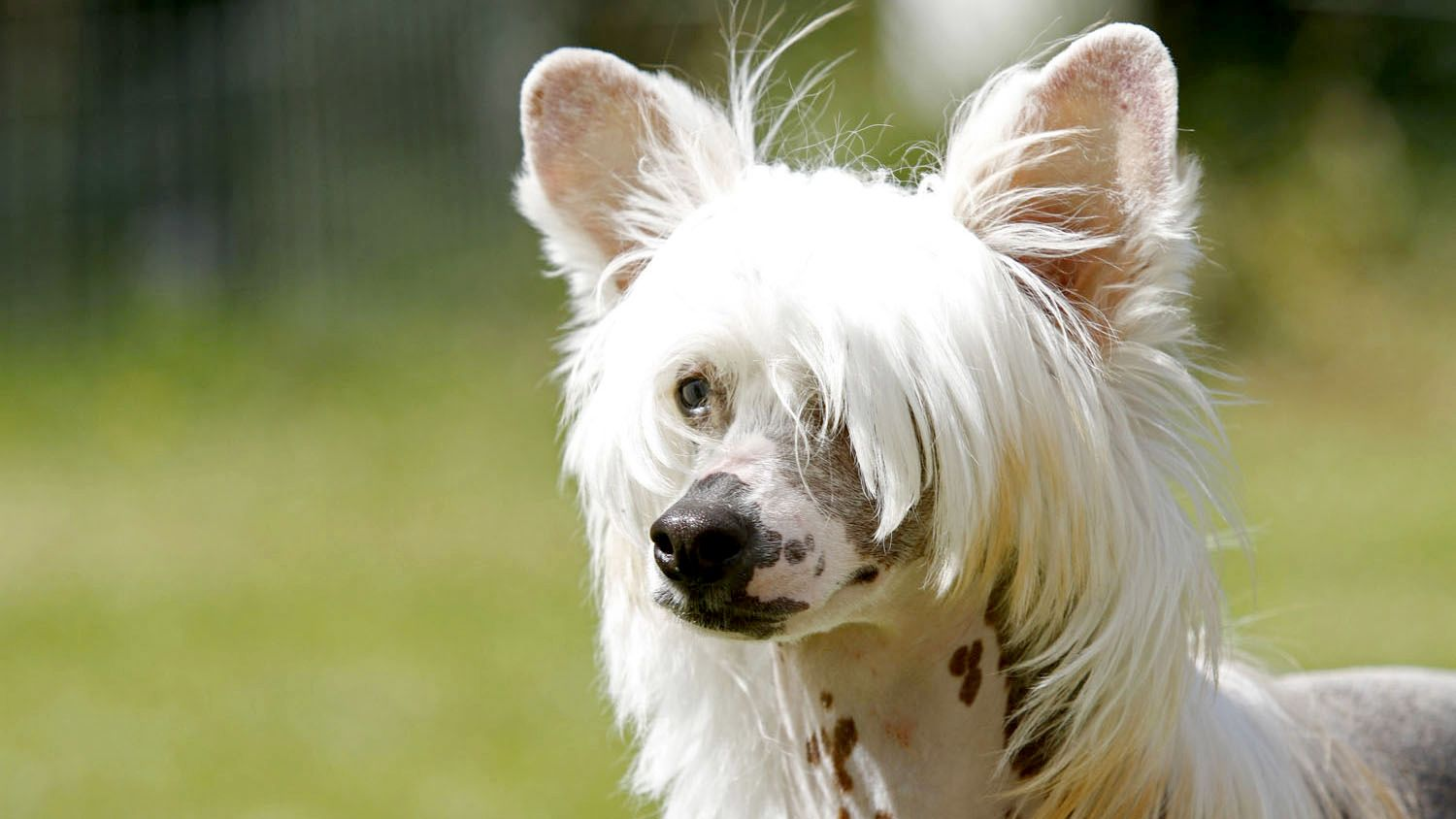 do chinese crested dogs bark