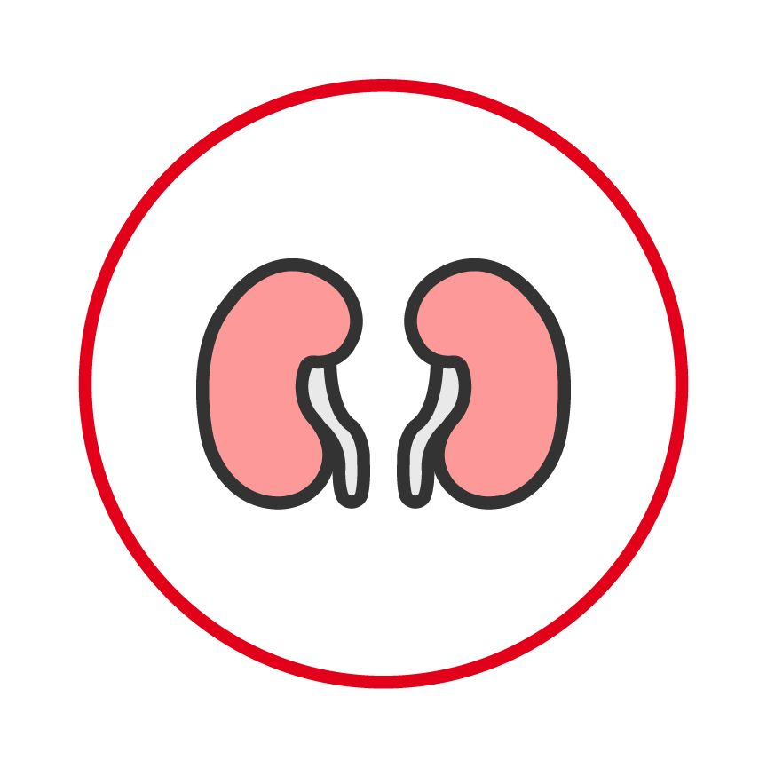 Illustration of kidneys