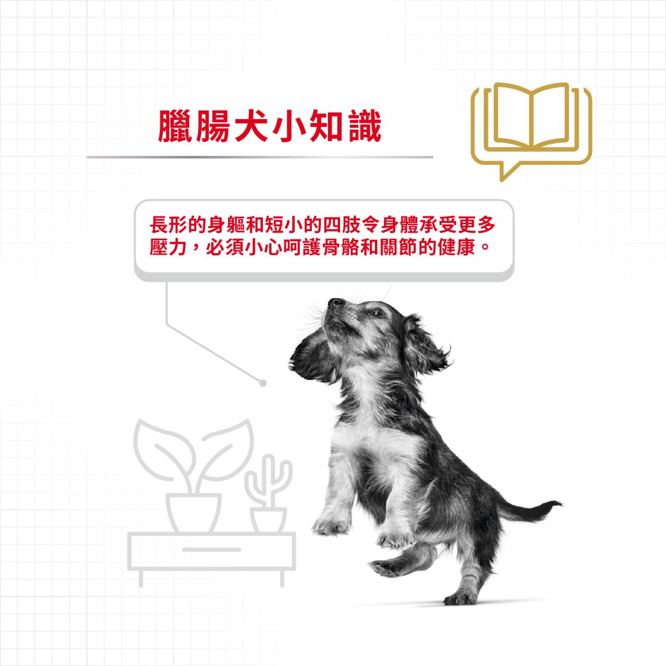 BHN 臘腸狗成犬專屬主食濕糧（肉塊）