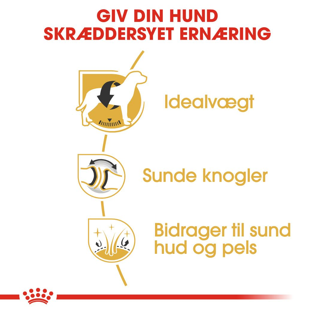 Labrador Retriever Adult