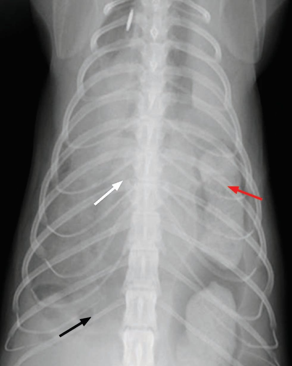 Orthogonal thoracic radiographs 
