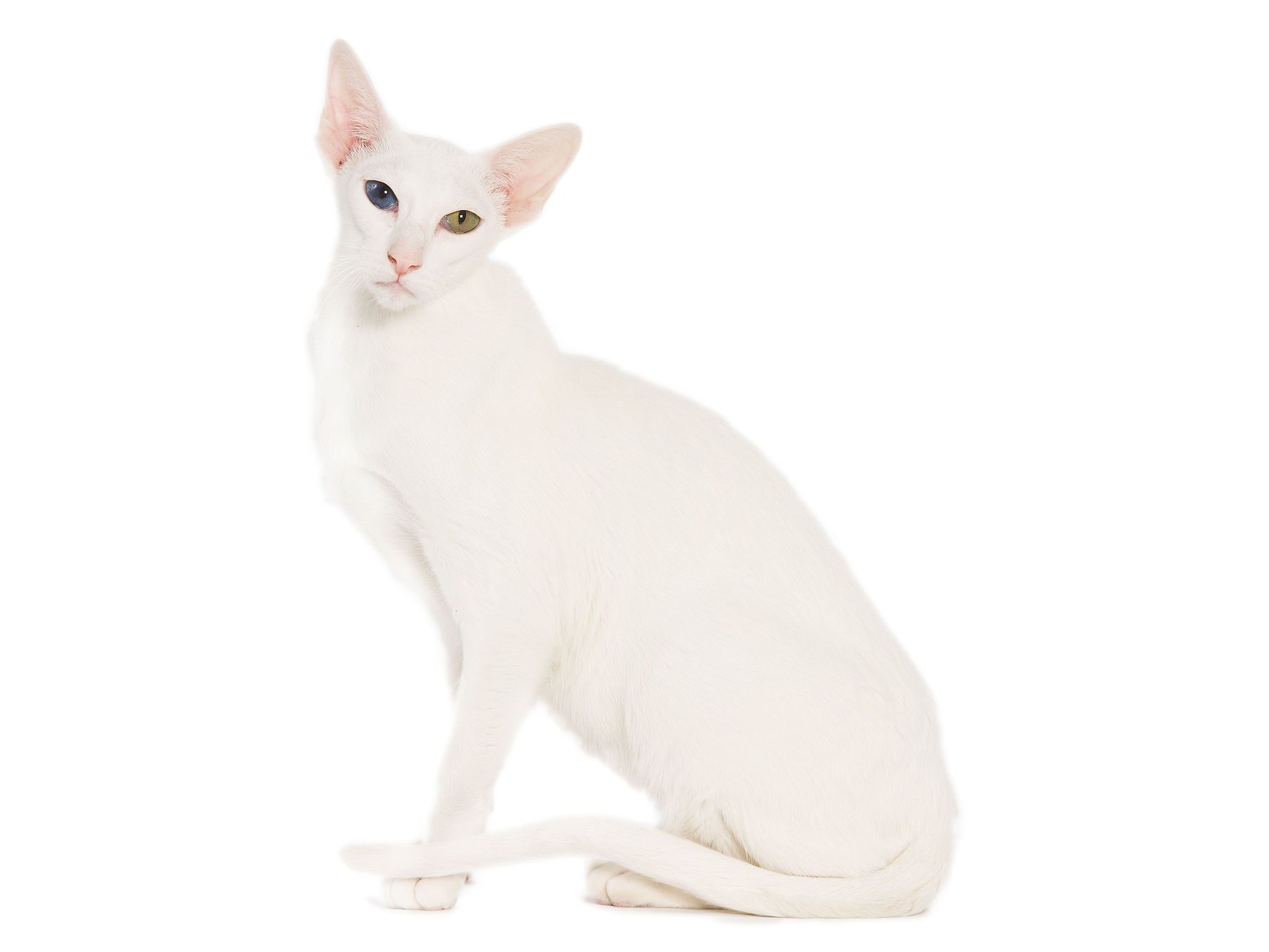 oriental-adult-sitting-down