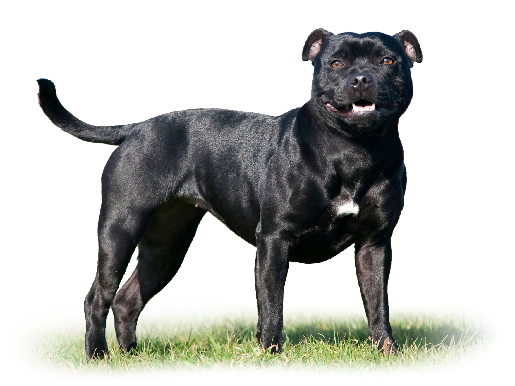 Royal canin shop bull terrier