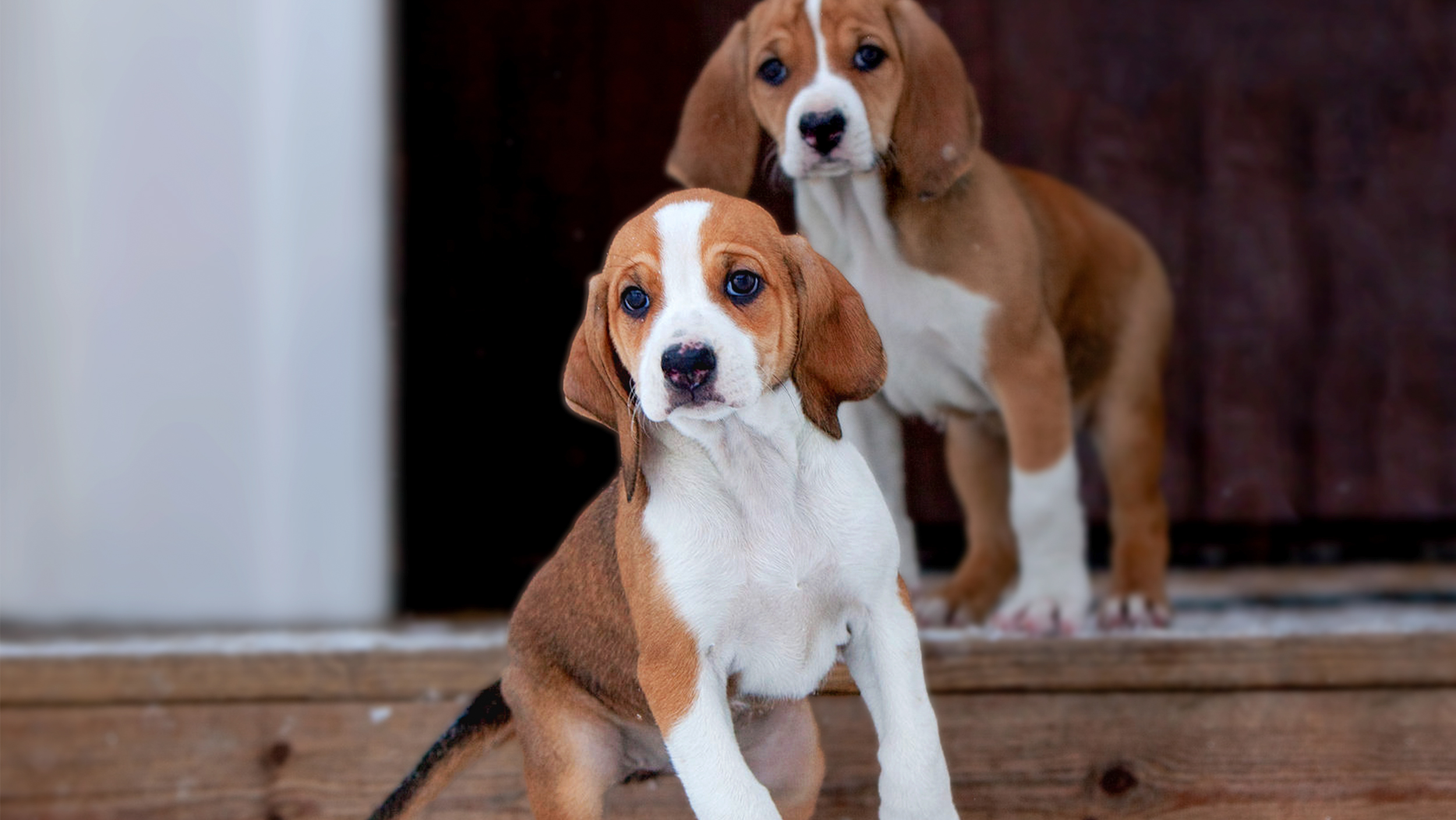 Puppy Hygenhunds standing on a snowy front doorstep.