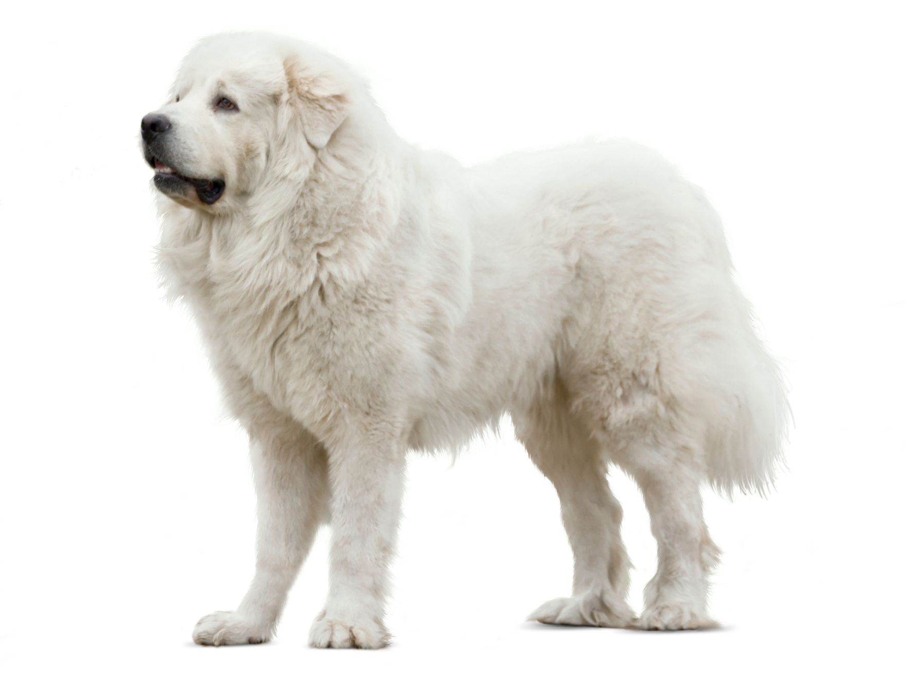 Pyrenean Mountain Dog adult standing