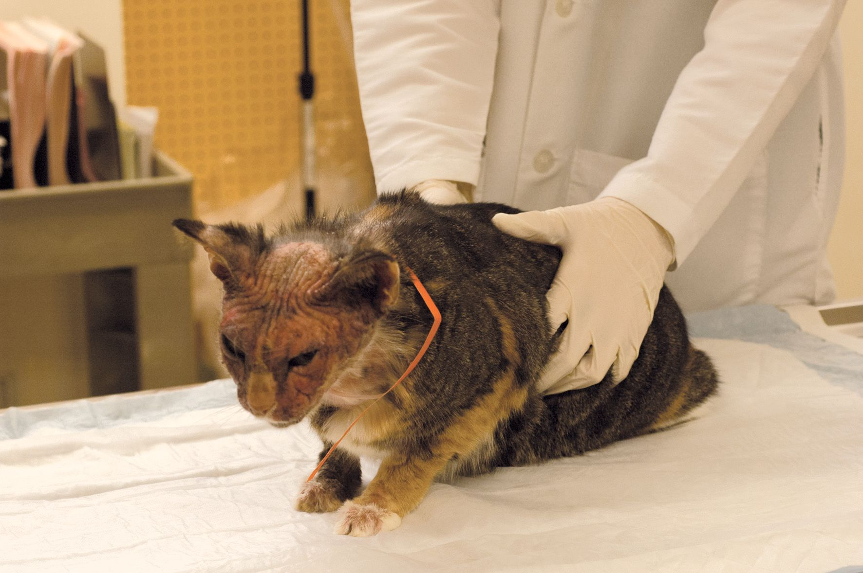  CAFR로 인해 발생한 속립성(좁쌀 형태) 피부염 증상으로 고양이의 두경부에 표피박리(excoriation)가 발견될 수 있다.