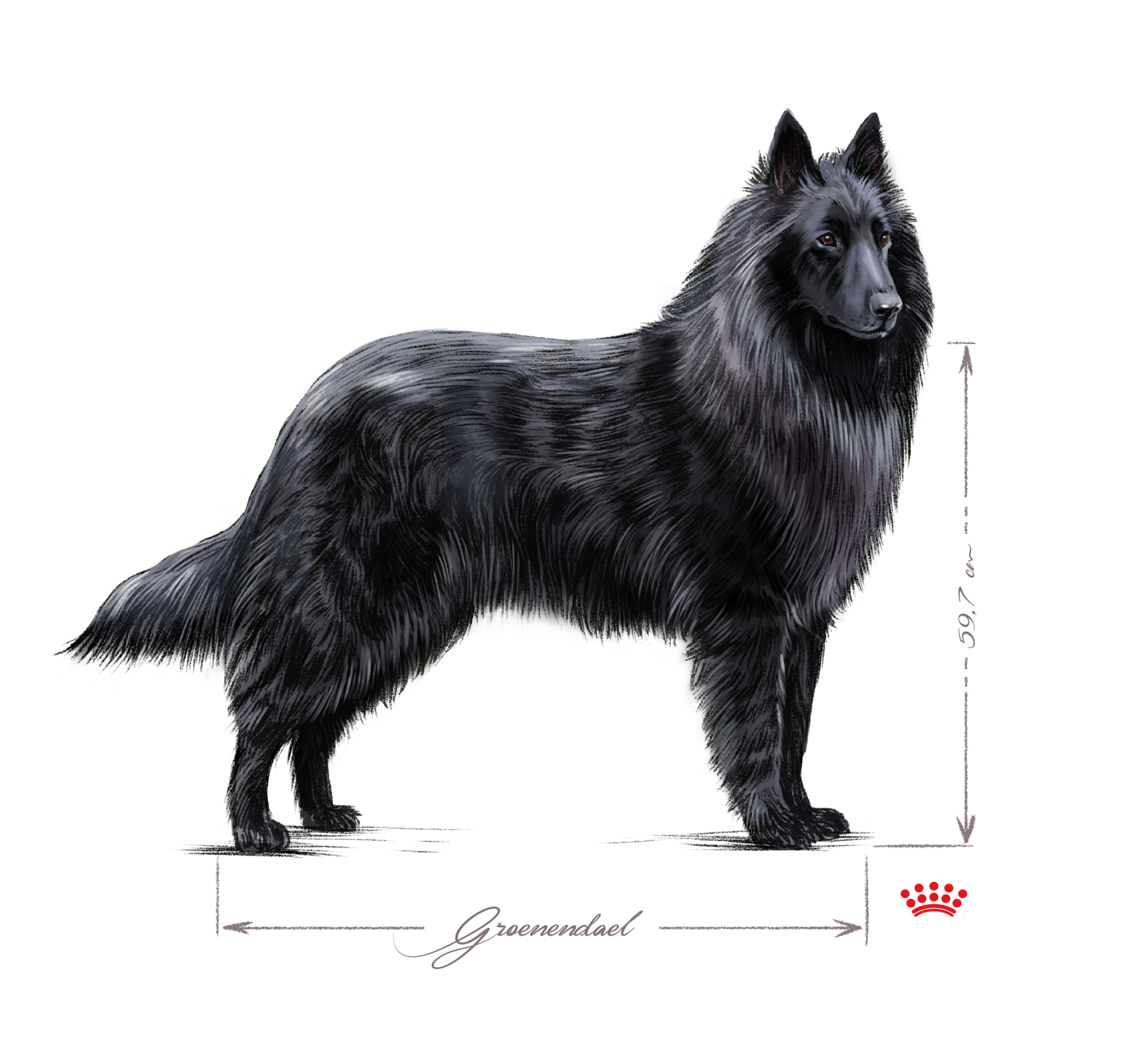 Belgian Shepherd adult black and white