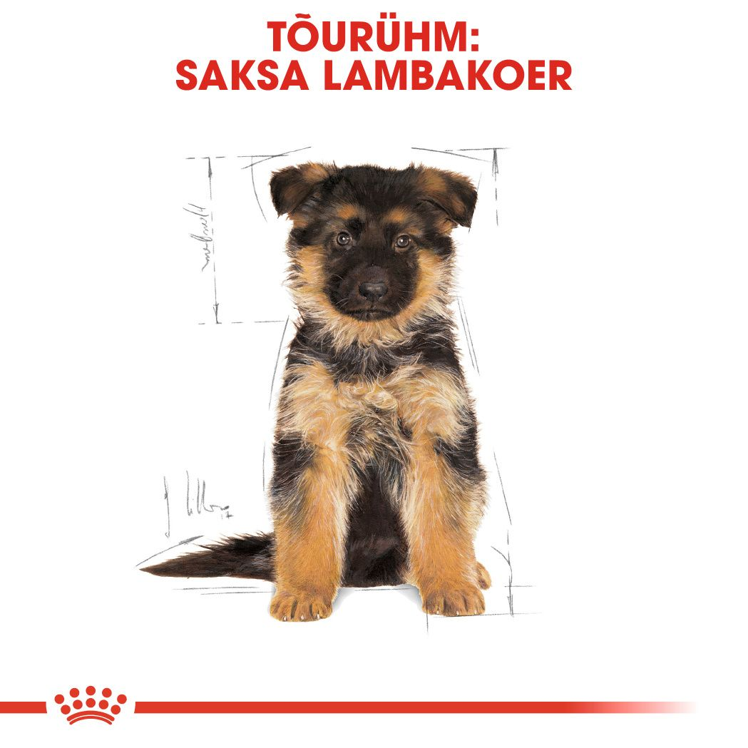 Royal Canin German Shepherd Puppy kuivtoit