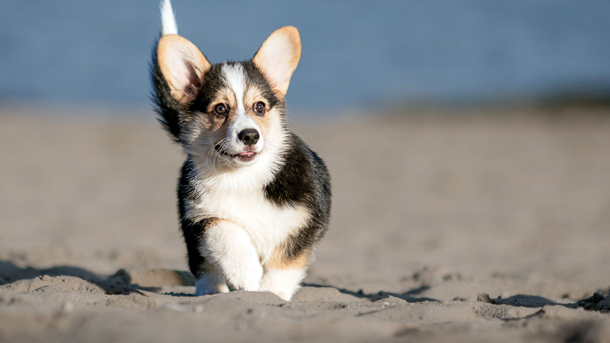 Welsh Cardigan Corgi puppy running outside on a beach