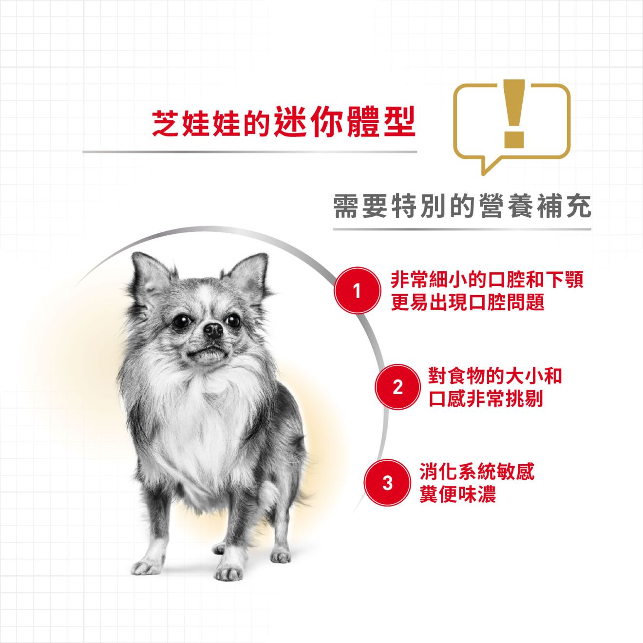 BHN 芝娃娃成犬專屬主食濕糧（肉塊）