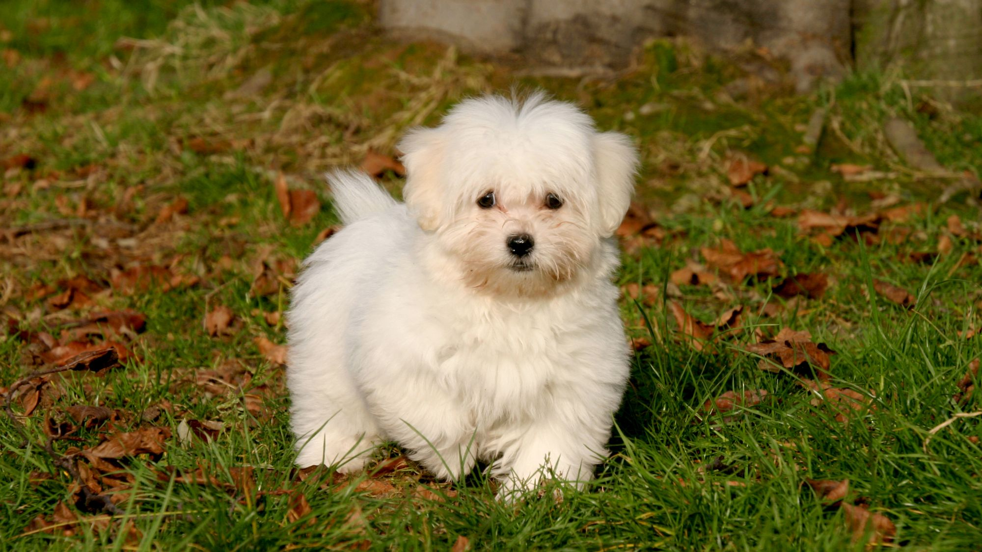 Coton de Tulear puppy standing amongst fallen leaves