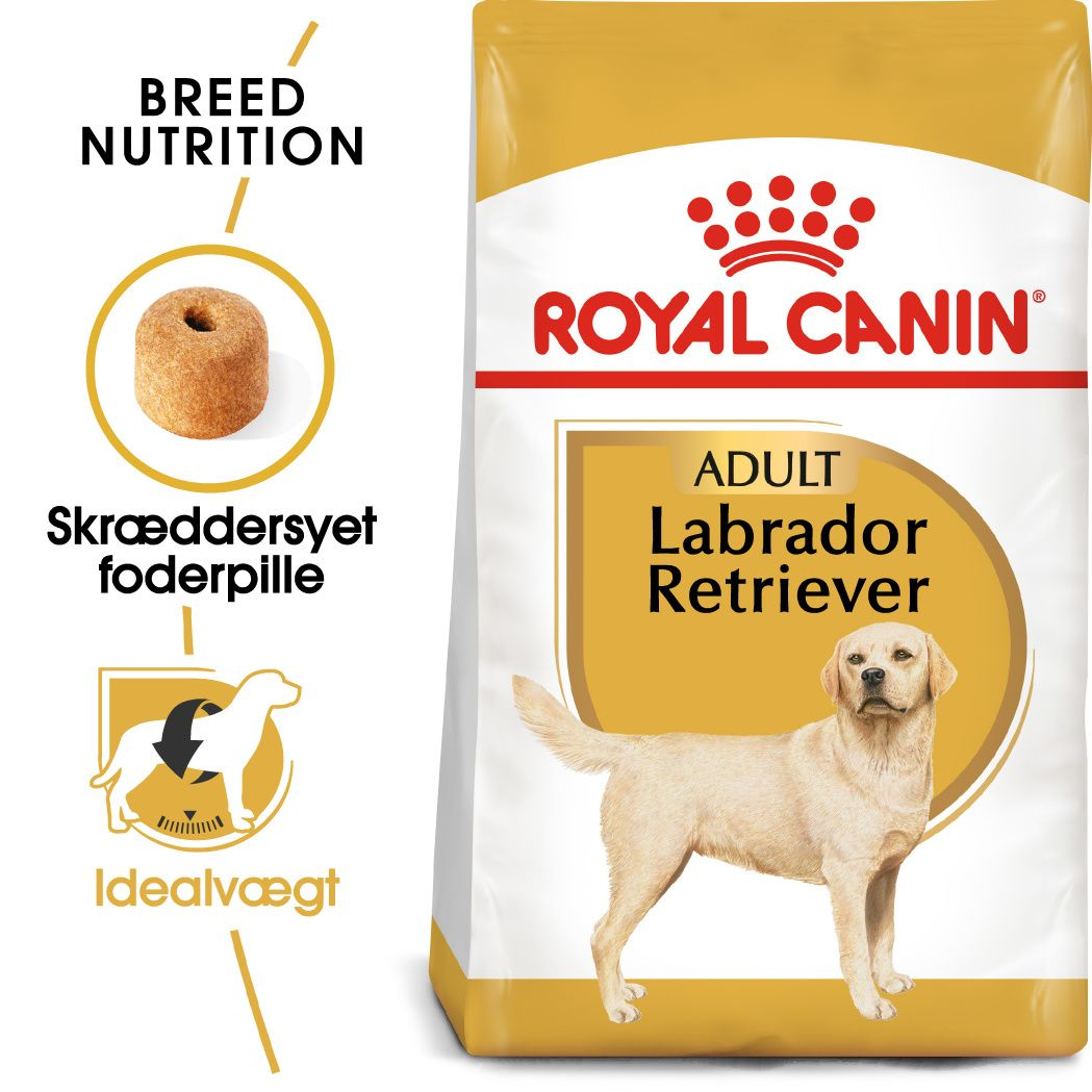 Labrador Retriever Adult