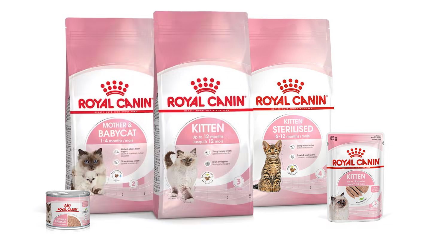 Crossbreed Persian cat eating food in a bowl