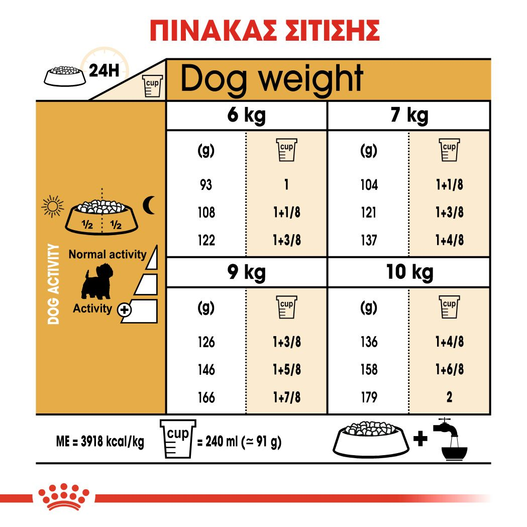 West Highland White Terrier Adult