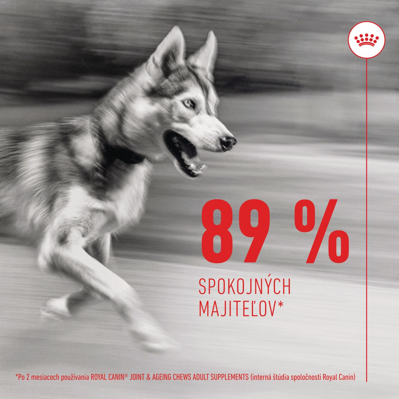 Supplement Dog Joint & Ageing chews