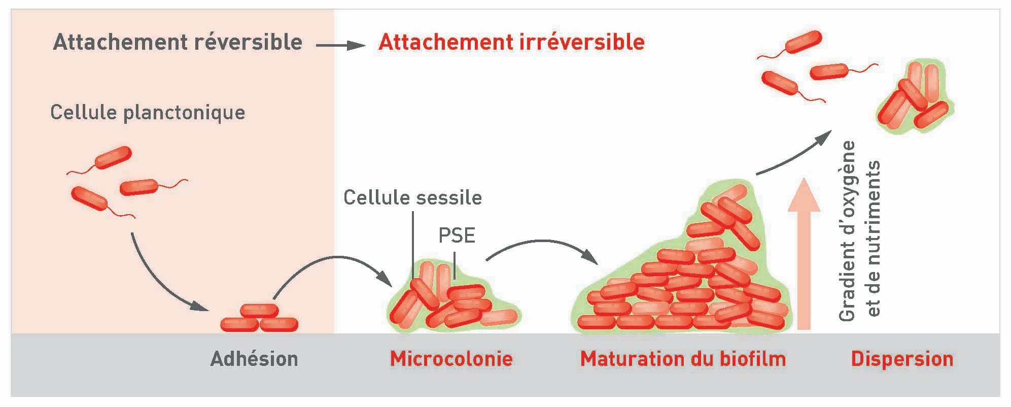 Diagramme du cycle du biofilm bactérien : étapes de formation et dispersion en trois dimensions