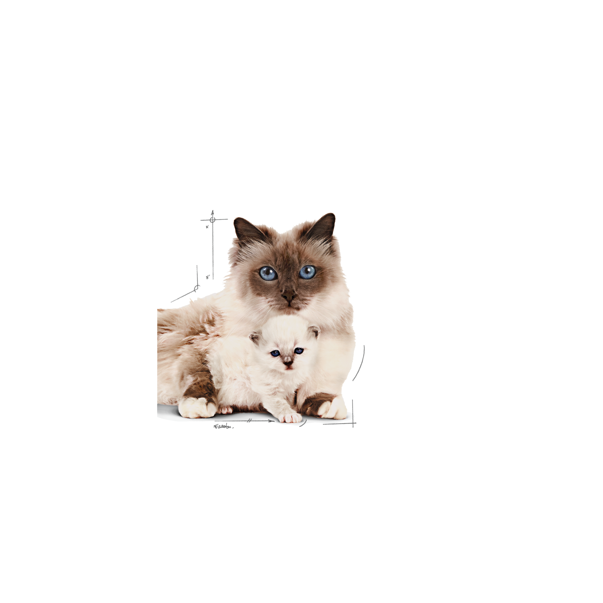 Mother & Babycat Mousse pour chatte et chaton