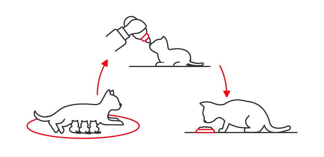 Illustration of a kitten feeding from its mother, a bottle and then finally a bowl of cat food