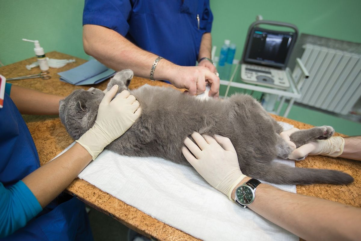 Cats have singular needs when it comes to diagnostic procedures, and it is imperative that these concerns are fully addressed by the hospital team.