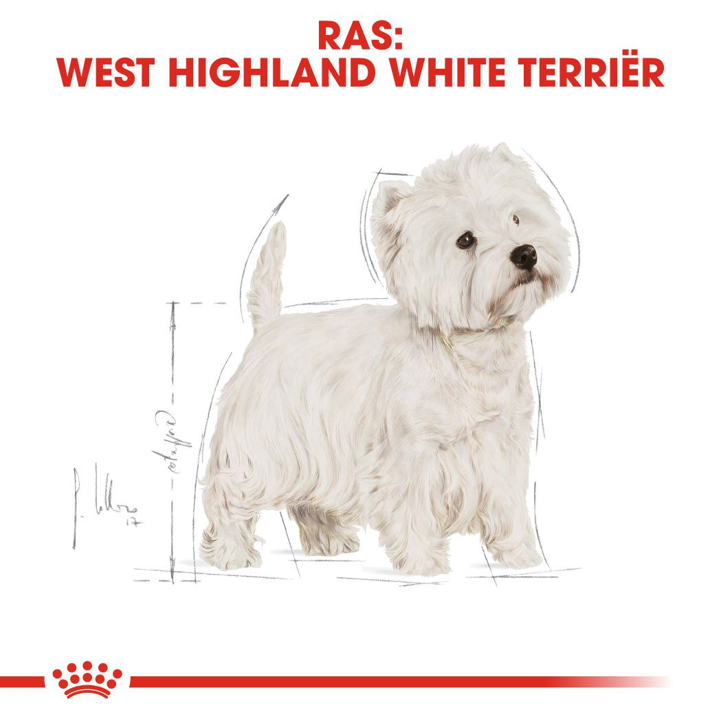 West Highland White Terrier Adult