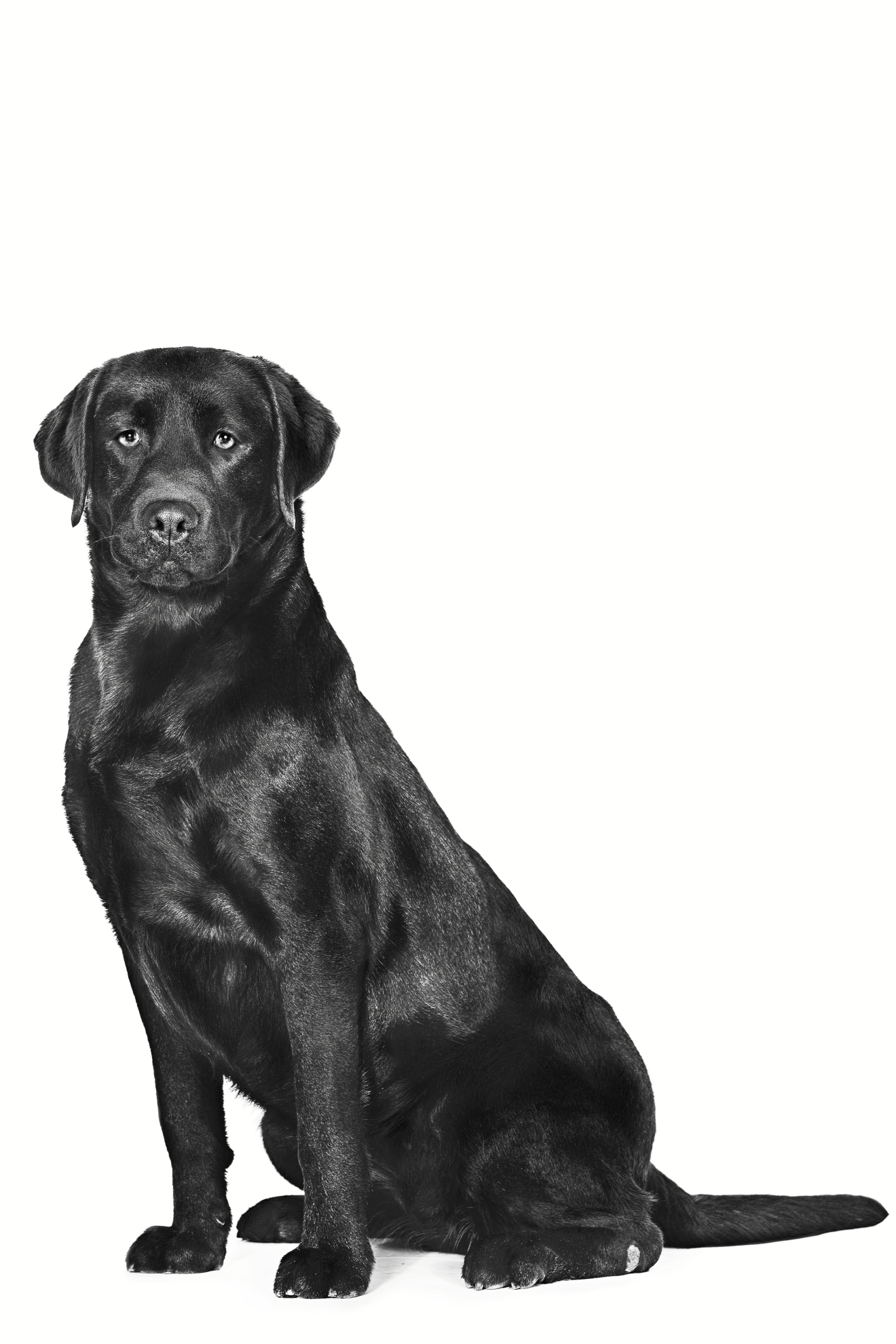 Gastrointestinal Dog Food | Royal Canin UA