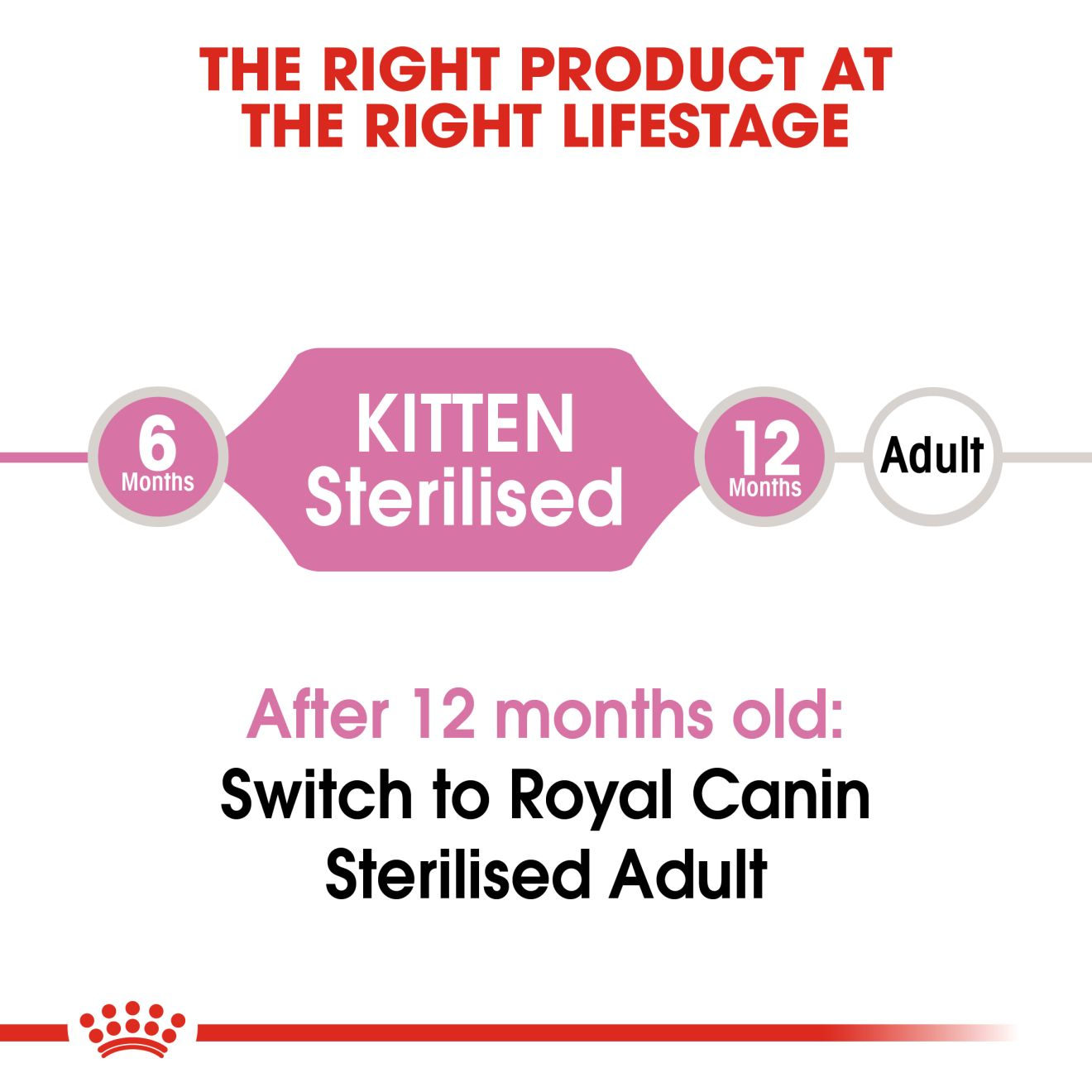 Kitten Sterilised