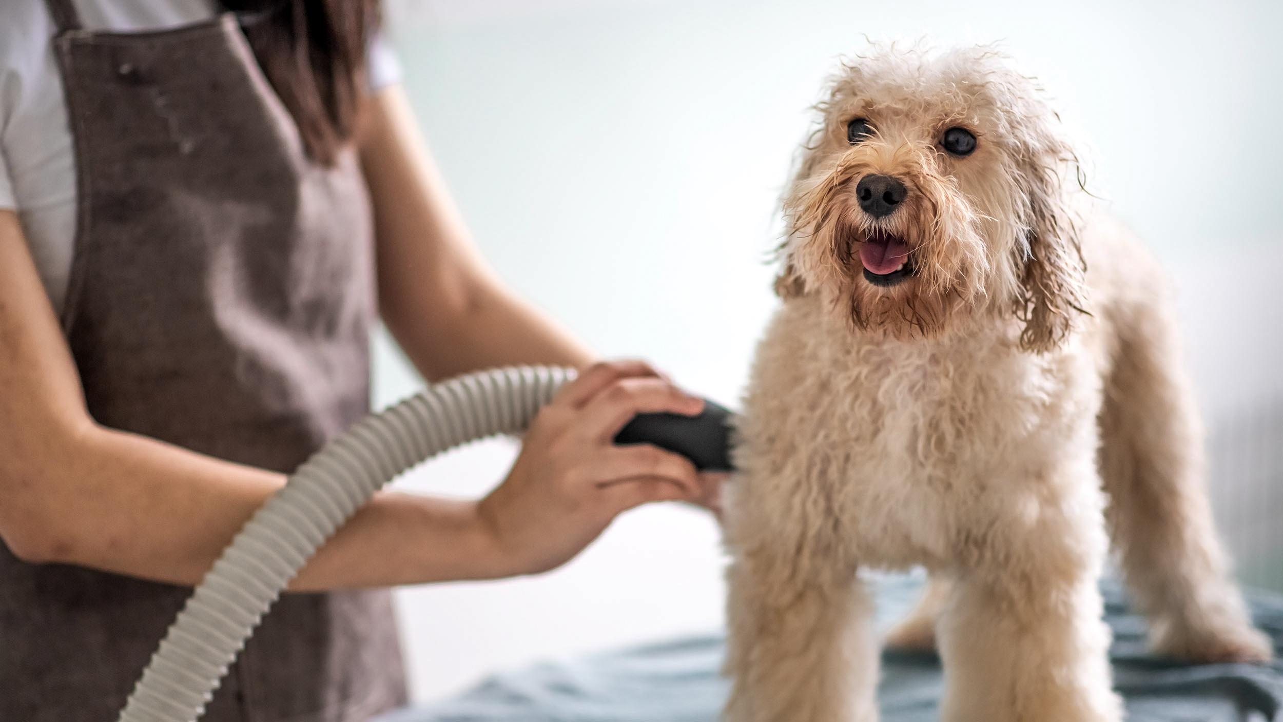 Anjing dewasa sedang berdiri dan dikeringkan oleh seorang groomer anjing.