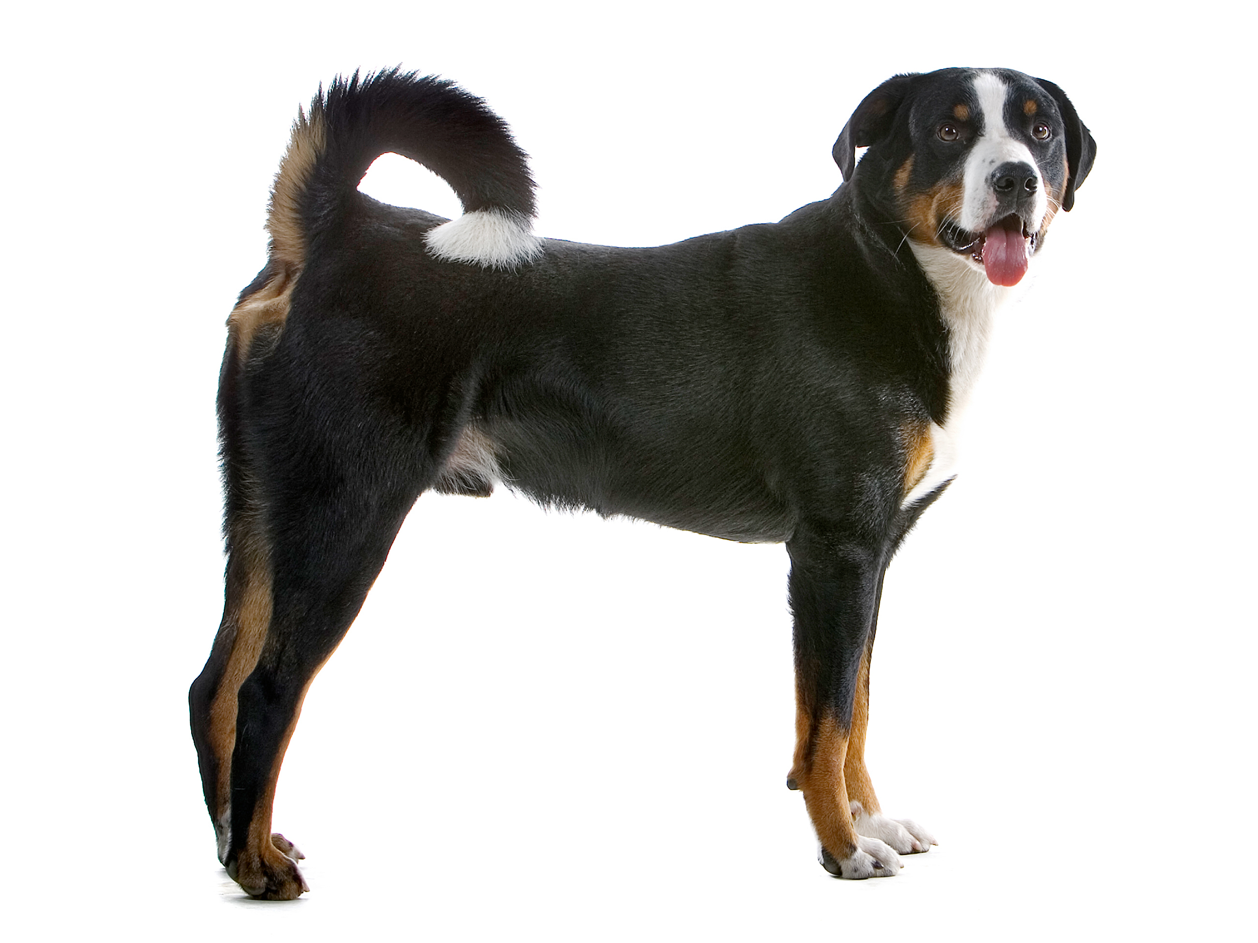 Great swiss mountain dog adult black and white