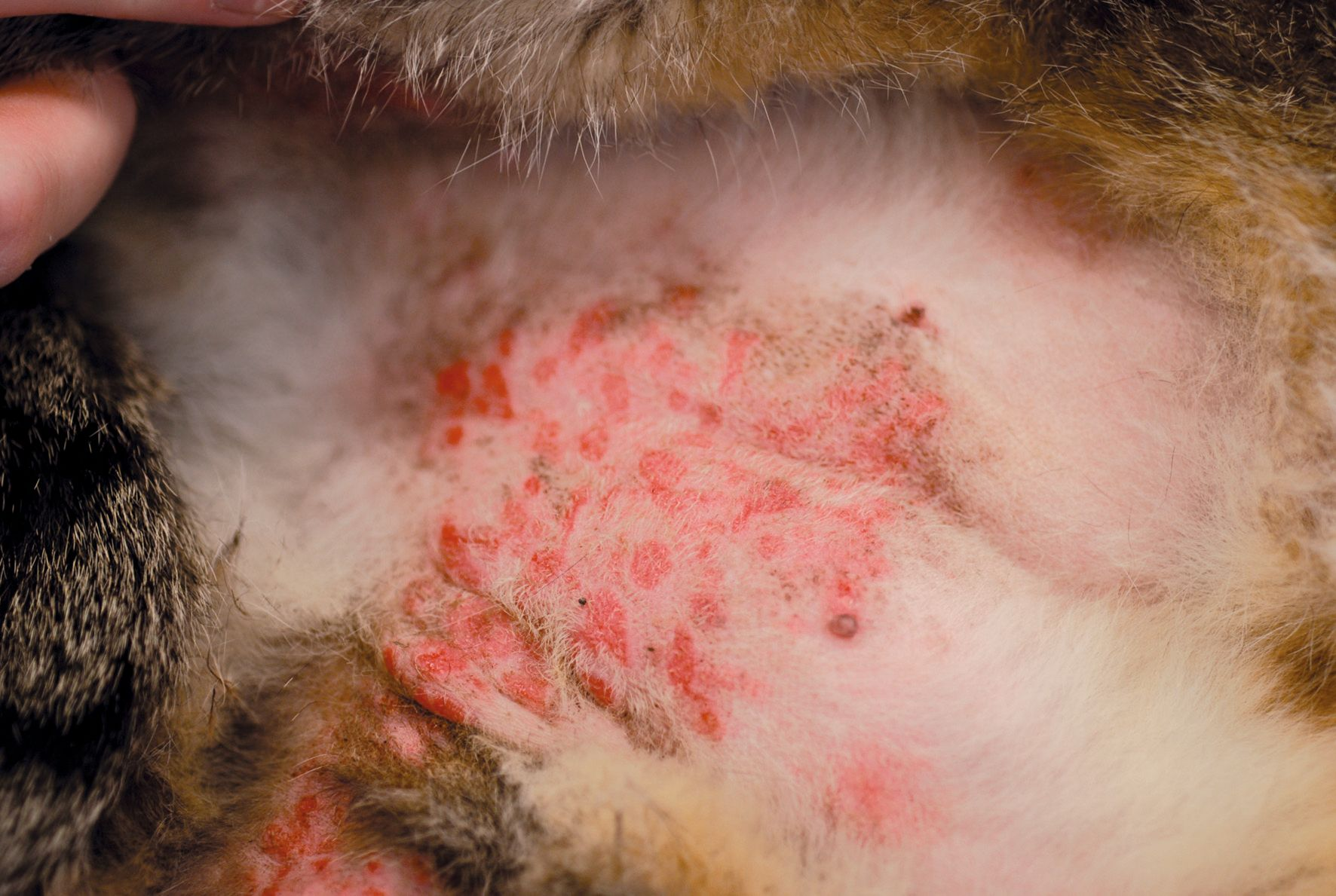 CAFR로 인해 고양이의 복부에 속발성으로 나타난 호산구성 플라크(넓게 융기된 붉은색 병변) 및 탈모