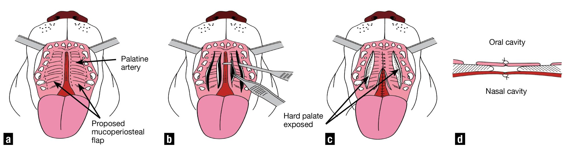 Figure 15. Bi-pedicle advancement flap technique for cleft palate repair.a. Prepare the mucoperiosteal flaps by making parallel incisions along the length of the hard palate.b. Undermine the tissue of the palate to permit mobility of the flaps.c. Closure is by interupted sutures.d. Closure should be in two layers to ensure optimal apposition and healing.(After Fossum: Small Animal Surgery)