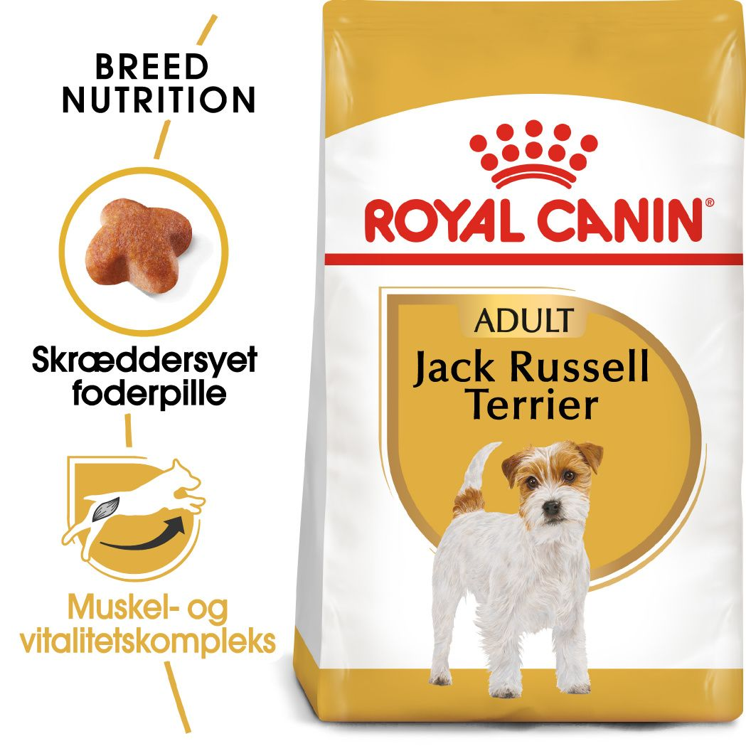 Jack Russell Adult
