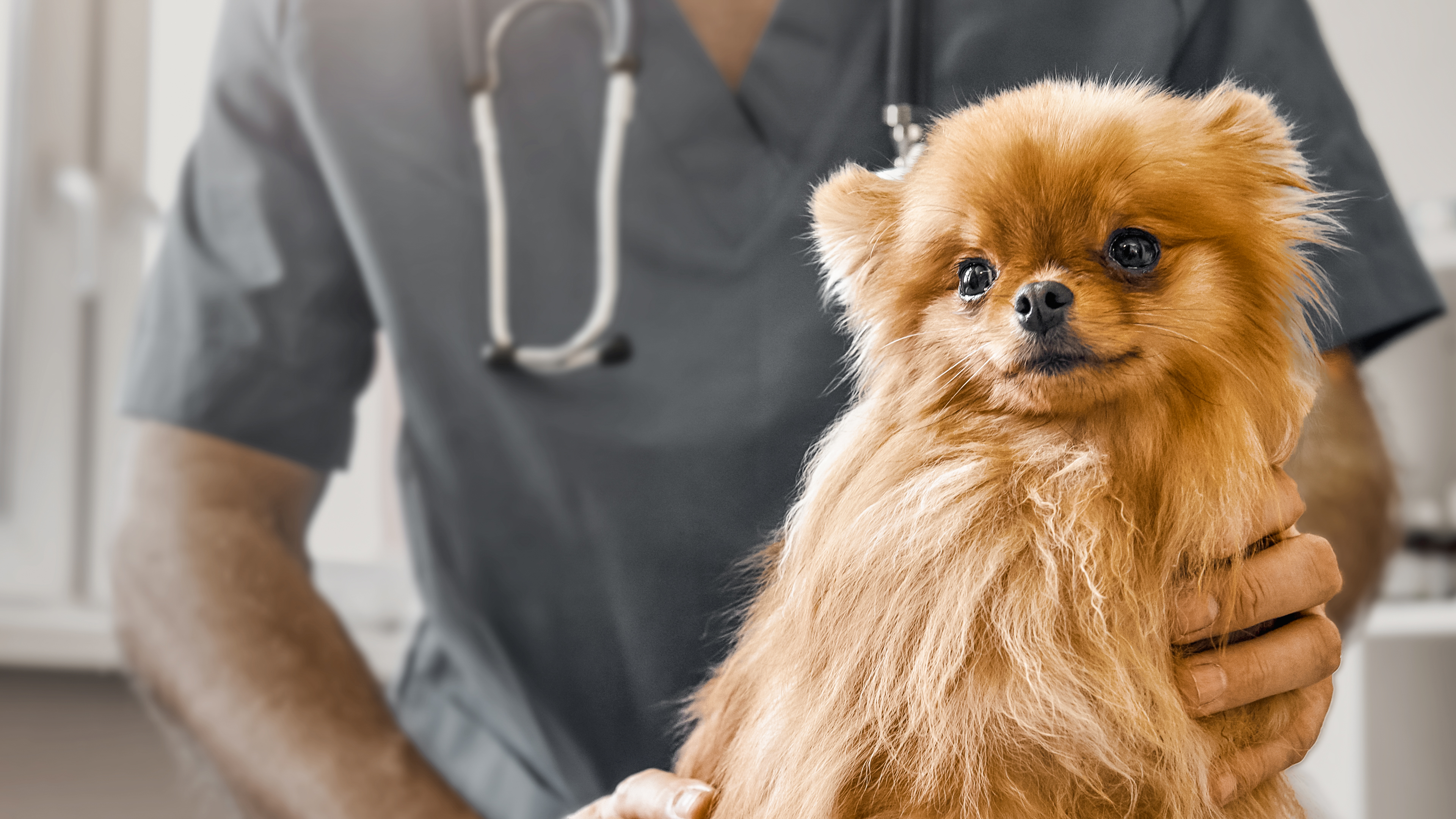 Pomeranian puppy sitting on a table being examined by a vet