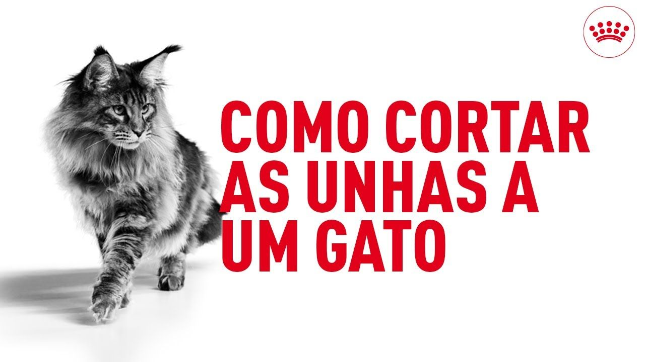 Como cortar as unhas a um gato
