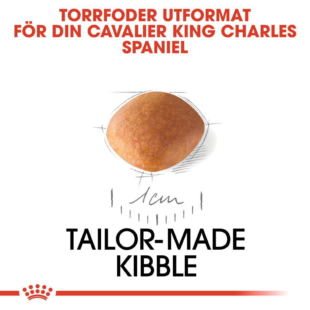 Cavalier King Charles Puppy