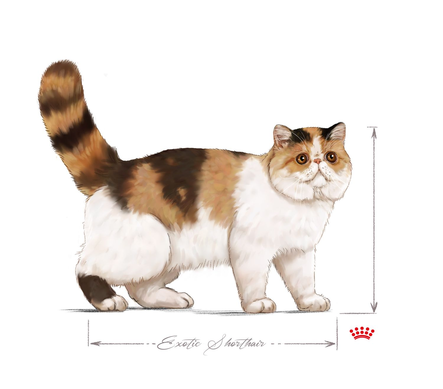 Exotic Shorthair Royal Canin US