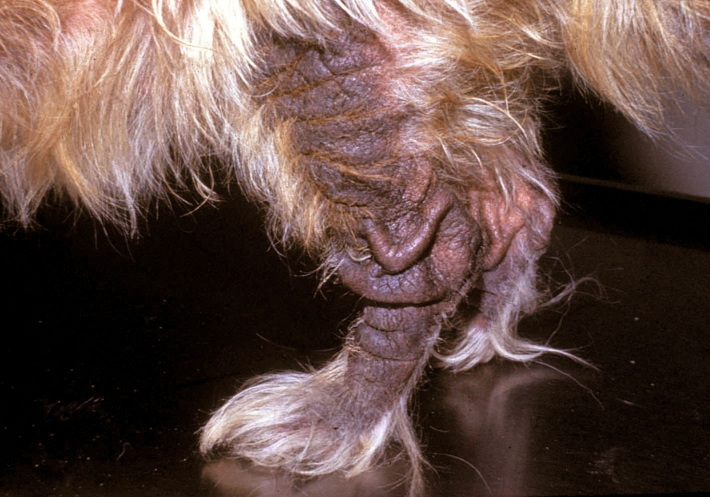 A dog with Malassezia dermatitis 