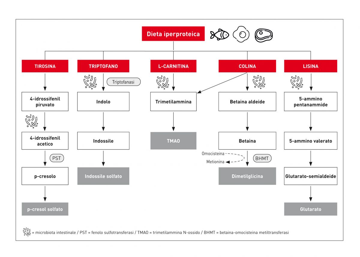 Vie metaboliche di alcune tossine uremiche prodotte da nutrienti di origine alimentare.