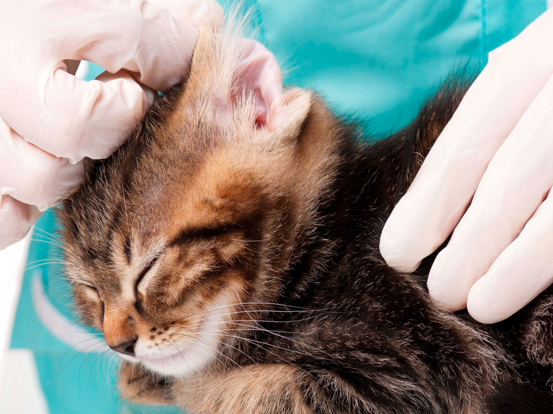 Veteriner hekim, küçük kedi yavrusunun kulaklarını temizliyor