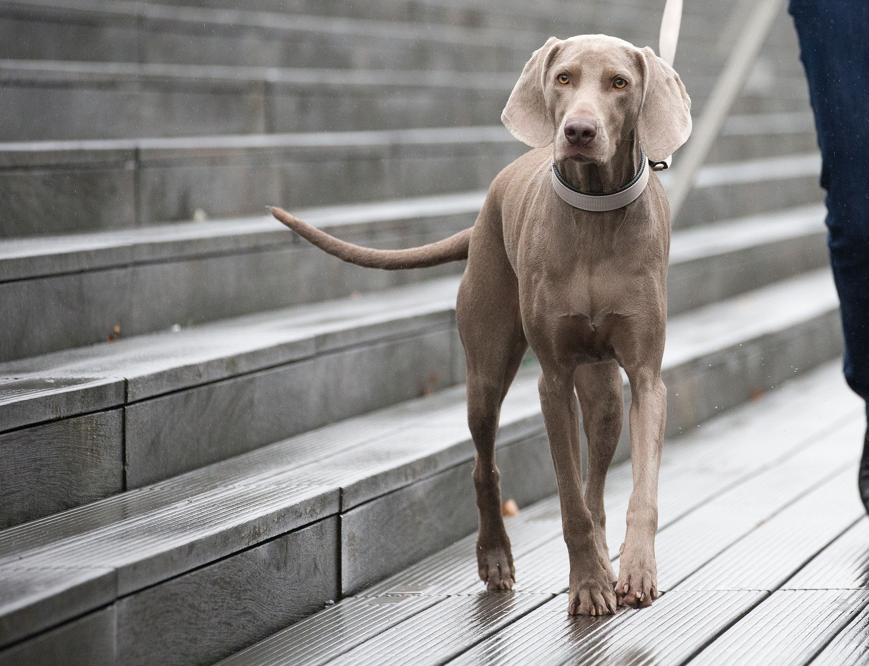 Младенец и собака в доме | Royal Canin