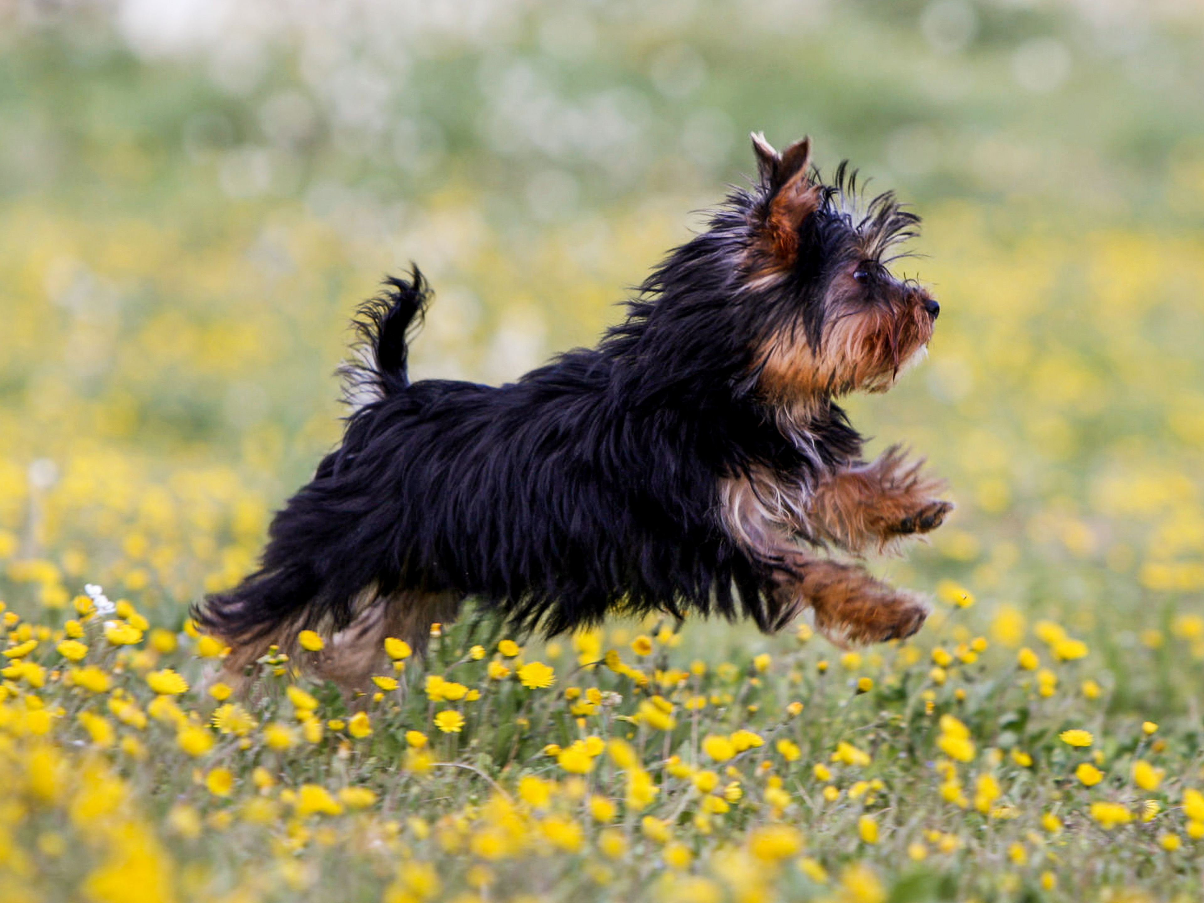 Yorkshire Terrier puppy running outdoors through yellow flowers