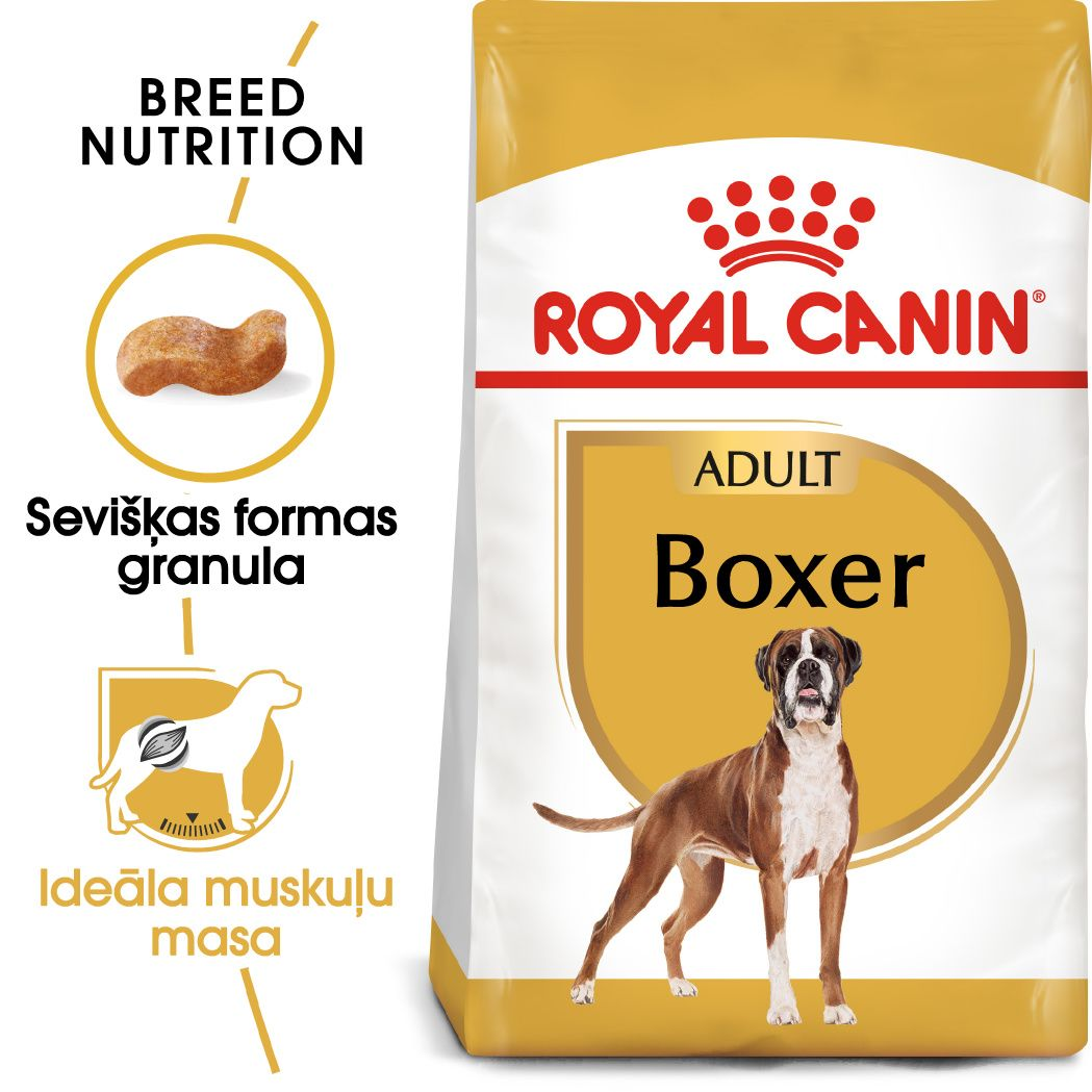 Boxer Adult