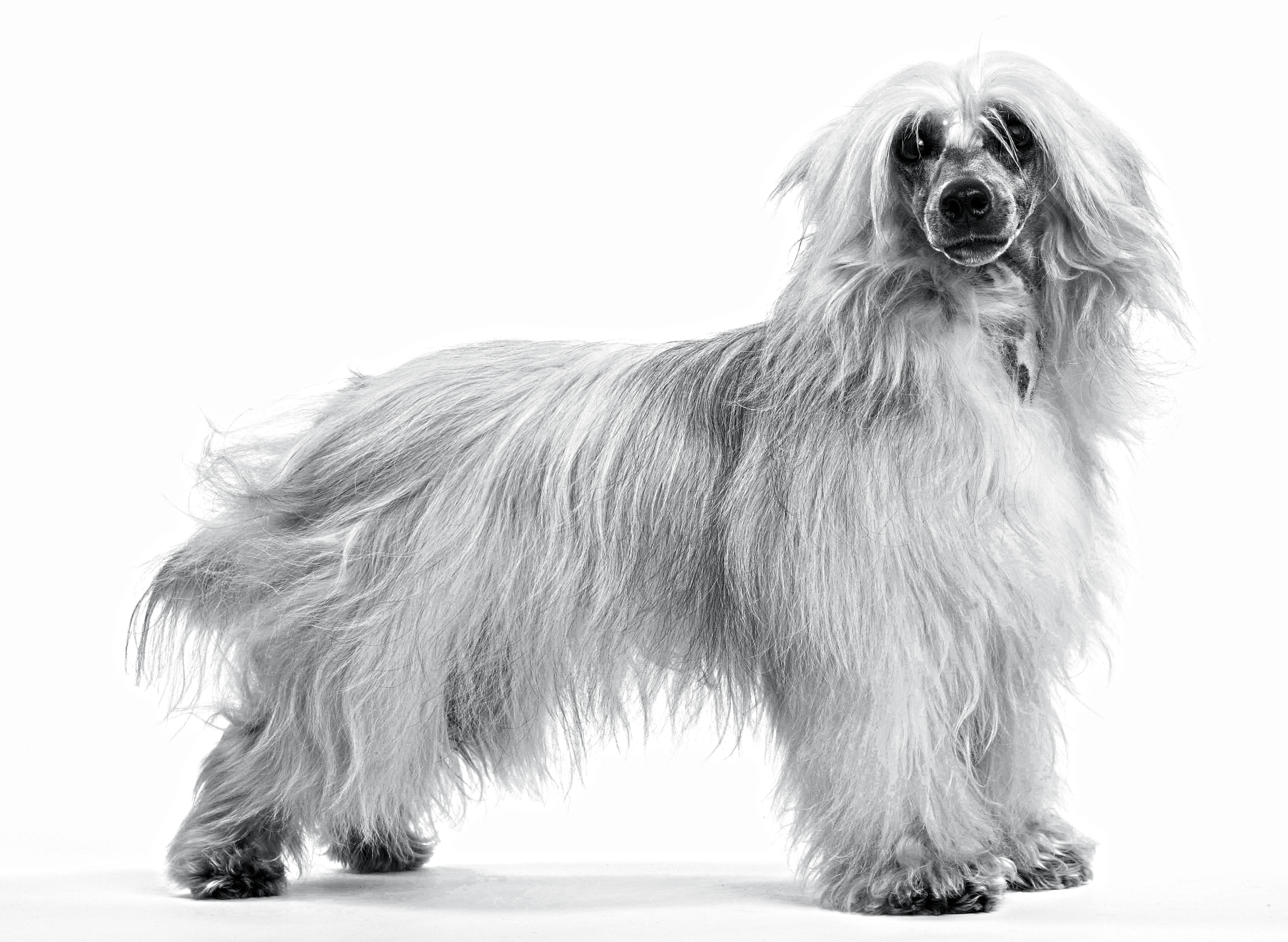 Royal canin hot sale chinese crested