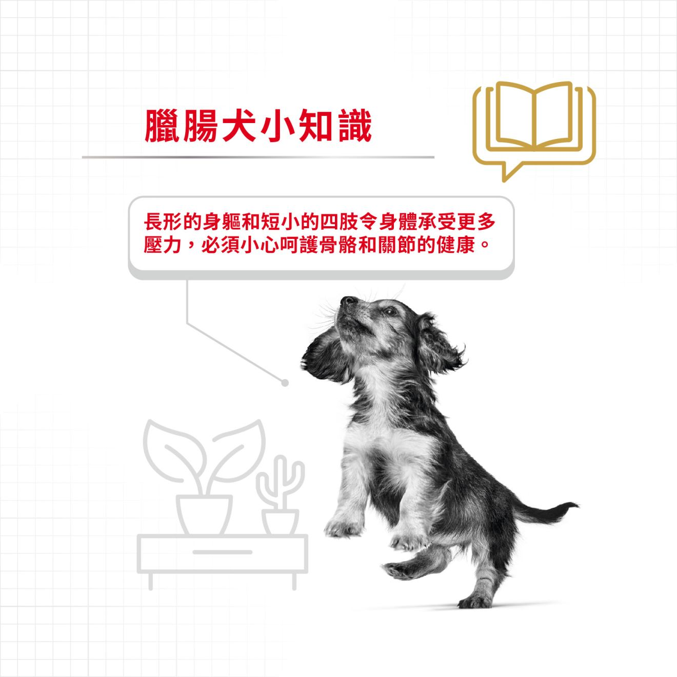 BHN 臘腸狗成犬專屬配方