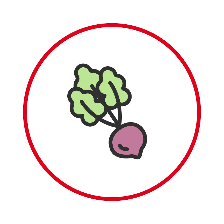 Illustration of a beetroot