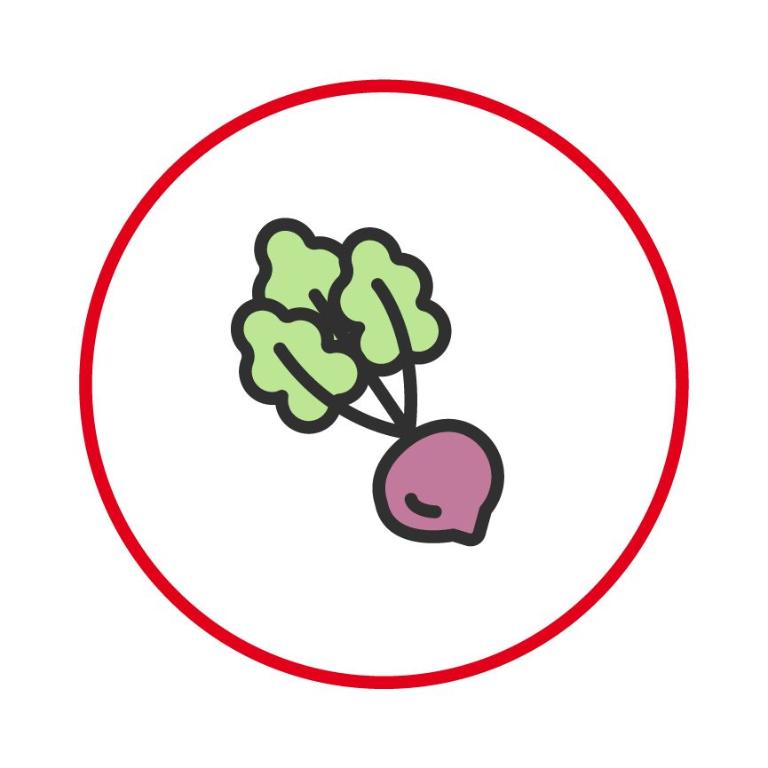 Illustration of beetroot