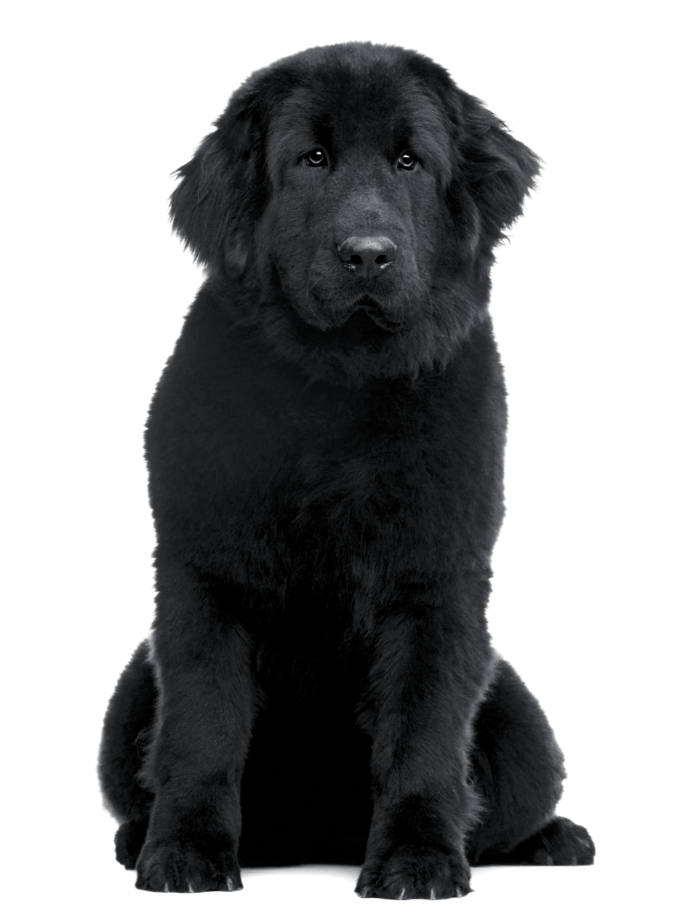 Black and white portrait of a sitting Newfoundland