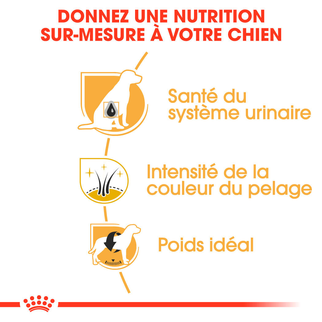 Miniature Schnauzer Adult