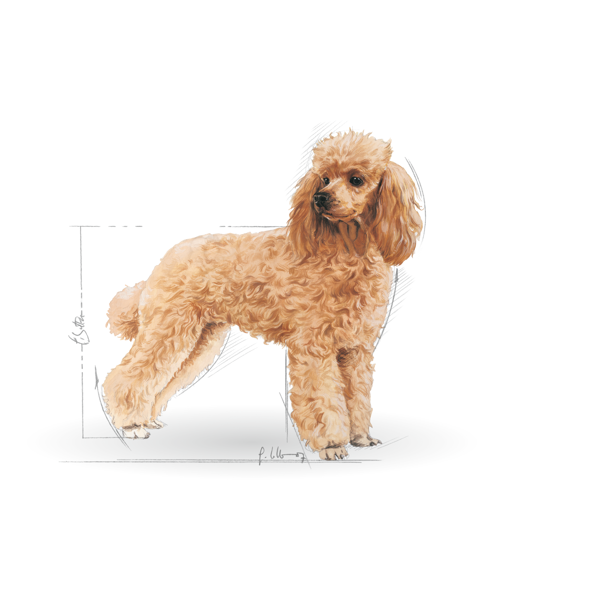 Poodle Adult