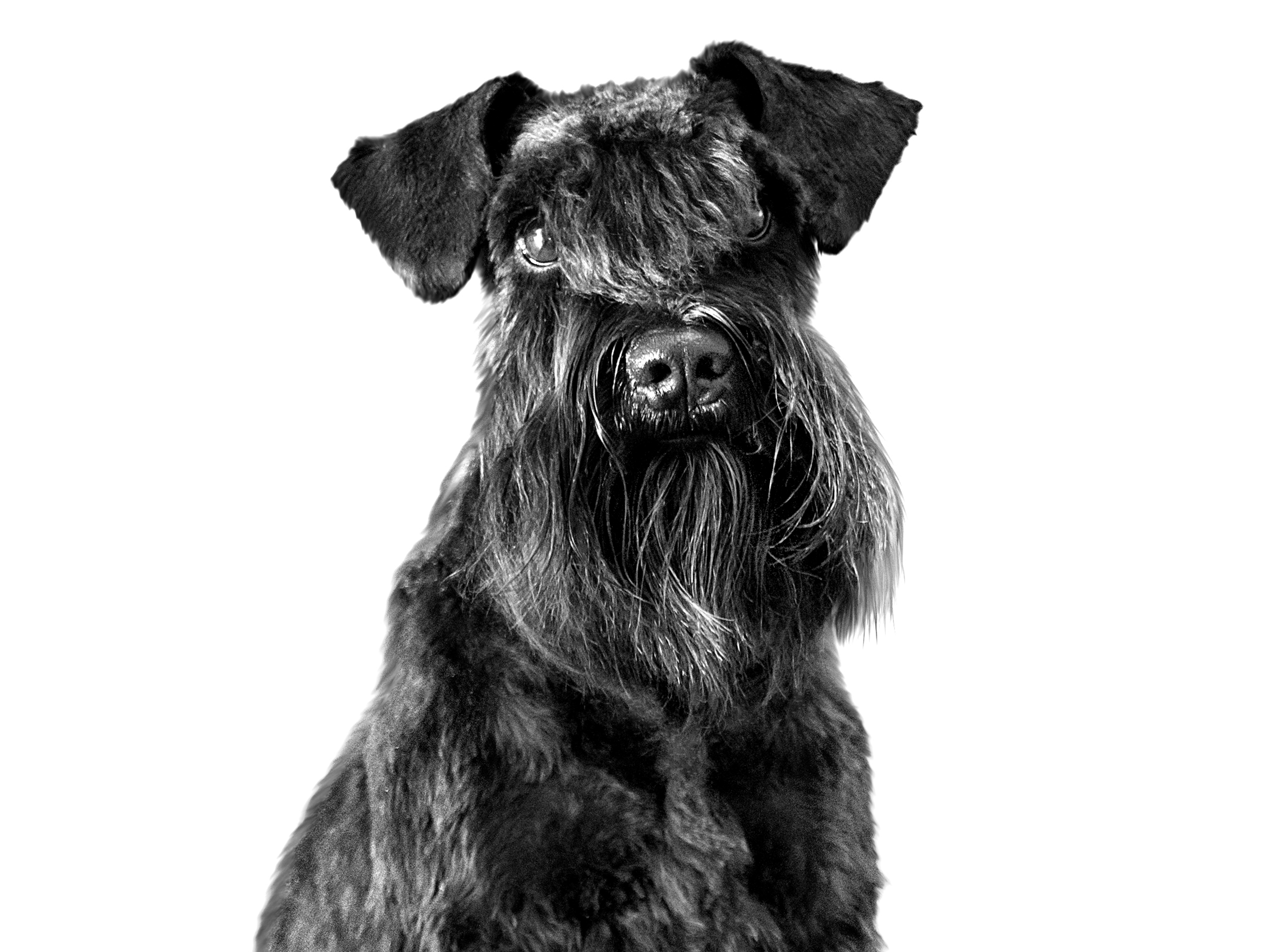 Взрослый шнауцер, черно-белое изображение